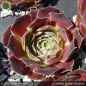 Preview: Sempervivum heuffelii 'Sarigan'