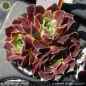 Preview: Sempervivum heuffelii 'Sarigan'