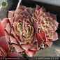 Preview: Sempervivum heuffelii 'Sarigan'