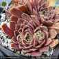 Preview: Sempervivum heuffelii 'Sarijn'