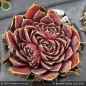 Preview: Sempervivum heuffelii 'Sarijn'