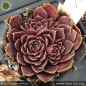 Preview: Sempervivum heuffelii 'Sarijn'