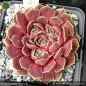 Preview: Sempervivum heuffelii 'Sarijn'