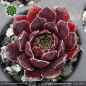 Preview: Sempervivum heuffelii 'Schwarzer Peter'