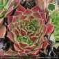 Preview: Sempervivum heuffelii 'Seeigel'