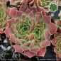 Preview: Sempervivum heuffelii 'Seeigel'