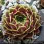 Preview: Sempervivum heuffelii 'Sibylle'