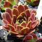 Preview: Sempervivum heuffelii 'Sibylle'