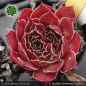 Preview: Sempervivum heuffelii 'Sonnenrad'
