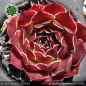 Preview: Sempervivum heuffelii 'Sonnenrad'