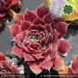 Preview: Sempervivum heuffelii 'Summerwind'