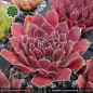 Preview: Sempervivum heuffelii 'Summerwind'