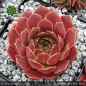 Preview: Sempervivum heuffelii 'Tan'