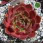 Preview: Sempervivum heuffelii 'Tan'