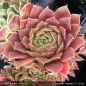 Preview: Sempervivum heuffelii 'Therese'