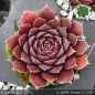 Preview: Sempervivum heuffelii 'Tricotet'