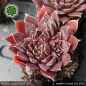 Preview: Sempervivum heuffelii 'Tricotet'