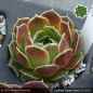 Preview: Sempervivum heuffelii 'Yuppy Alone'