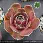 Preview: Sempervivum heuffelii 'Yuppy Alone'