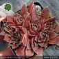 Preview: Sempervivum heuffelii 'Zahara'