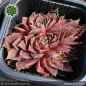 Preview: Sempervivum heuffelii 'Zahara'