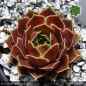 Preview: Sempervivum heuffelii 'Zahara'