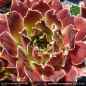 Preview: Sempervivum heuffelii 'Zauberhut'