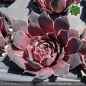 Preview: Sempervivum heuffelii 'Zomerwonder'