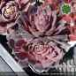 Preview: Sempervivum heuffelii 'Zomerwonder'