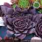 Preview: Sempervivum heuffelii 'Zomerwonder'