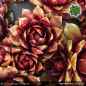 Preview: Sempervivum 'Heartbreaker'