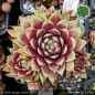 Preview: Sempervivum 'Heartbeat'
