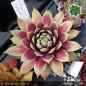 Preview: Sempervivum 'Heartbeat'