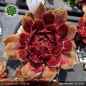 Preview: Sempervivum 'Heartbreaker'