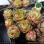 Preview: Sempervivum 'Heavenly Apples'