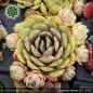 Preview: Sempervivum 'Heavenly Apples'