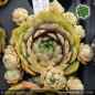 Preview: Sempervivum 'Heavenly Apples'