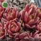 Preview: Sempervivum 'Herzblatt'