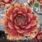 Preview: Sempervivum 'Herzblatt'