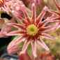 Preview: Blüte, aufgenommen am 29.6.2012