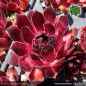 Preview: Sempervivum 'Herzensschöner'