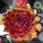 Preview: Sempervivum 'Herzensschöner'