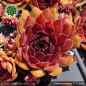 Preview: Sempervivum 'Herzensschöner'