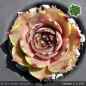Preview: Sempervivum 'Highlight'
