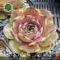 Preview: Sempervivum 'Highlight'