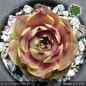Preview: Sempervivum 'Highlight'