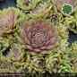 Preview: Sempervivum 'Horus'