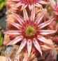 Preview: Blüte, aufgenommen am 30.6.2015
