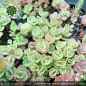 Preview: Hylotelephium ewersii cyclophyllus (Sedum ewersii cyclophyllum)