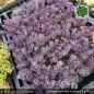 Preview: Hylotelephium 'Red Canyon' (syn. Sedum 'Red Canyon')